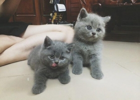 Các giống mèo đẹp dễ nuôi rất được ưa chuộng ở Việt Nam